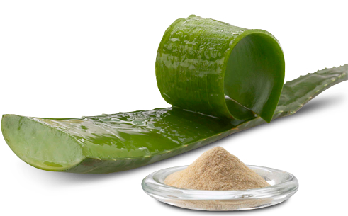 Polvo de Gel Aloe Vera 100X